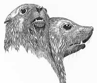 Fur Seals